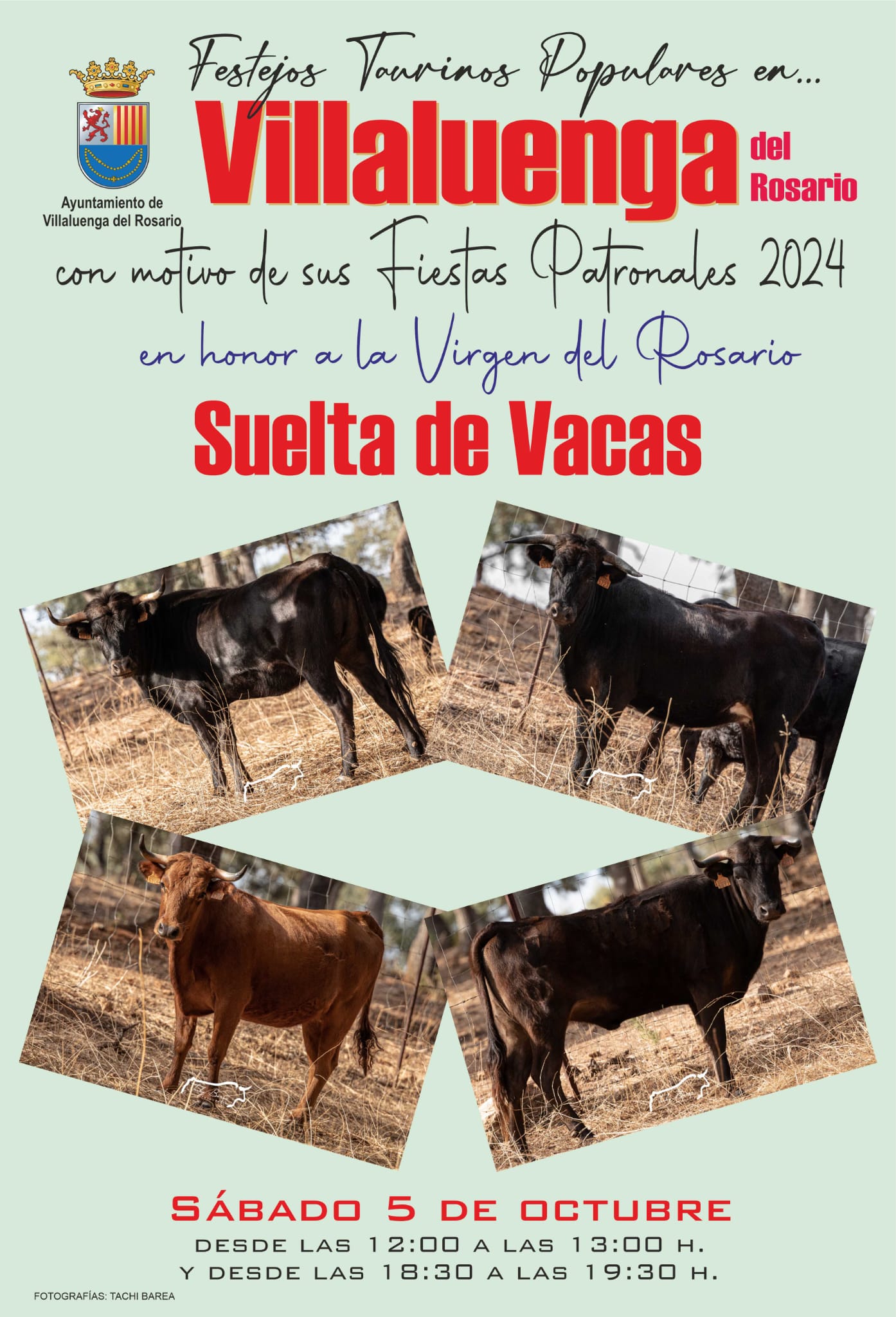 SUELTA DE VACAS POR SUS FIESTAS PATRONALES EN VILLALUENGA DEL ROSARIO